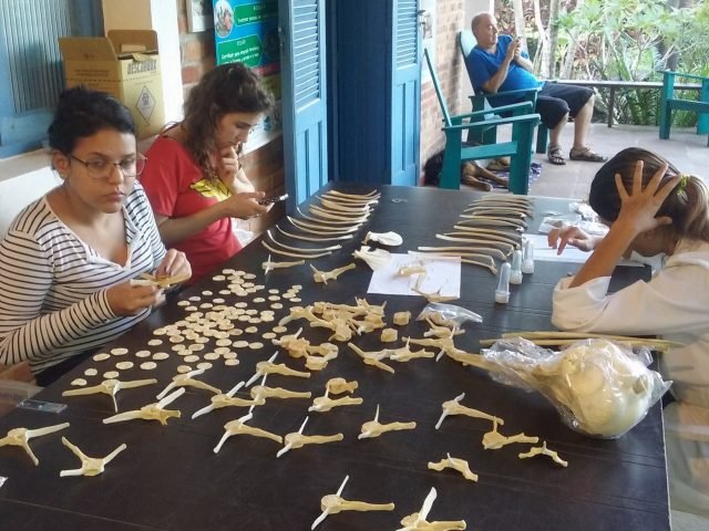 Imagens do Curso de Osteologia e Osteomontagem de Esqueleto de Animais – 13 e 14 de maio/2017 Imagens do Curso de Osteologia e Osteomontagem de Esqueleto de Animais – 13 e 14 de maio/2017