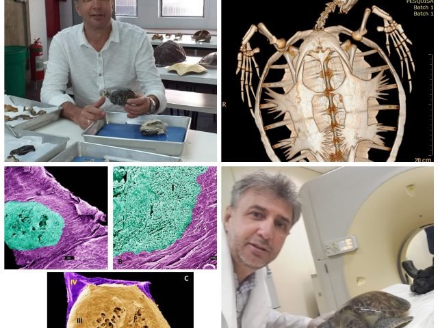 Descoberta Internacional feita por cientista do IBIMM Descoberta Internacional feita por cientista do IBIMM