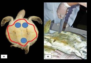 Avaliação das possíveis causas-mortes das tartarugas encontradas mortas em encalhes na região do mosaico de unidades de conservação Jureia-Itatins-SP