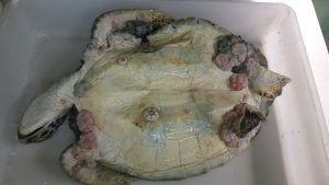 Structural description of sea turtle fibropapilloma