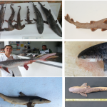 Registro das espécies de tubarões encontradas nas áreas de Unidades do Mosaico Juréia-Itátins e APA-CIP-SP (Área de Proteção Ambiental, Cananéia -Iguape-Peruíbe) pelo Projeto SOS Tubarões-IBIMM