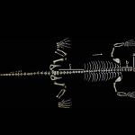 Descrição Osteológica, Osteotécnica e Osteomontagem de ouriço-cacheiro (Coendou prehensilis – Linnaeus, 1758)