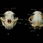 Descrição anatômica esquelética, osteotécnica e osteomontagem de uma onça  jaguatirica (Leopardus pardalis) atropelado na Serra do Mar-Bertioga-São  Paulo-SP