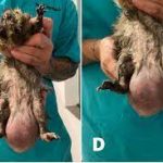 Tratamento de orquite em cobaia (Cavia porcellus) causada por Enterobacter sp., com a utilização de fototerapia coadjuvante