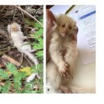 PRODUÇÕES CIENTÍFICAS IBIMM