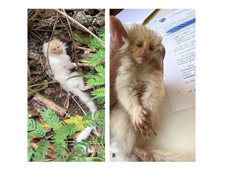 primeiro sagui albino confirmado natureza