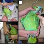 Estudo de caso: conteúdo químico em papagaios (Amazona sp. — Lesson, 1830) do Parque Zoológico de Quinzinho de Barros, município de Sorocaba, São Paulo