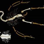 Descrição anatômica do esqueleto do pato doméstico (Tadorna tadorna – Linnaeus, 1758) encontrado morto no Centro de Pesquisas do IBIMM, em São Paulo – SP, Brasil.