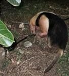 Estudo de Caso: Práticas de enriquecimento ambiental aplicadas a um tamanduá-menor (Tamandua tetradactyla-Linaeus, 1758), no Mantenedor de Fauna Fazenda Palmares 1875 – IBIMM