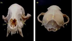 Avaliação Osteológica, Osteotécnica e Osteomontagem do esqueleto de um quati de cauda anelada – (Nasua nasua- Linnaeus, 1766), encontrado morto na Fazenda Palmares em Santa Cruz das Palmeiras – SP PRODUÇÕES CIENTÍFICAS IBIMM