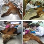A taxidermia como ferramenta para conservação e estudo de animais silvestres atropelados em rodovias do Estado de São Paulo, no entorno da Fazenda Palmares 1875, Santa Cruz das Palmeiras, Brasil
