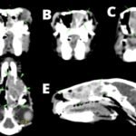 Achados tomográficos em um coelho doméstico (Oryctolagus cuniculus) com adenocarcinoma nasal