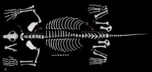 Avaliação Osteológica, Osteotécnica e Osteomontagem de um cão sem raça definida (Canis lupus familiaris), encontrado morto na Fazenda Palmares em Santa Cruz das Palmeiras – SP / Osteological, Osteotechnical and Osteomontage evaluation of a mixed breed dog (Canis lupus familiaris), found dead at Fazenda Palmares in Santa Cruz das Palmeiras – SP PRODUÇÕES CIENTÍFICAS IBIMM