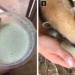 Manejo nutricional e comportamental de filhote de Tamanduá mirim Tamanduatetradactylamantido para reabilitação em cativeiro na Fazenda Palmares no município de Santa Cruz das Palmeiras, SP, Brasil – Nutritional and behavioral management of a young tamandua belonging Tamanduatetradactylakept for captive rehabilitation at Fazenda Palmares in the municipality of Santa Cruz das Palmeiras, SP, Brazil