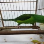 Paresia em membros pélvicosereabilitaçãodeBrotogeris tirica, mantido em cativeiro de Parque Zoobotânicode Santos-SP