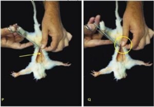Taxidermia aplicada ao primeiro caso documentado de um sagui albino (Callithrix sp.) na natureza no Estado de São Paulo, Brasil – Estratégias para conscientização e educação ambiental PRODUÇÕES CIENTÍFICAS IBIMM