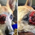 Caracterização clínico-patológica do melanoma amelanóticoda pálpe-bra em um cão de raça mista (Canis lupus familiaris)