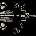 Morfologia esquelética e metodologia para a preparação osteológica da tamanduá-do-sul, Tamandua tetradactyla (Linnaeus, 1758)